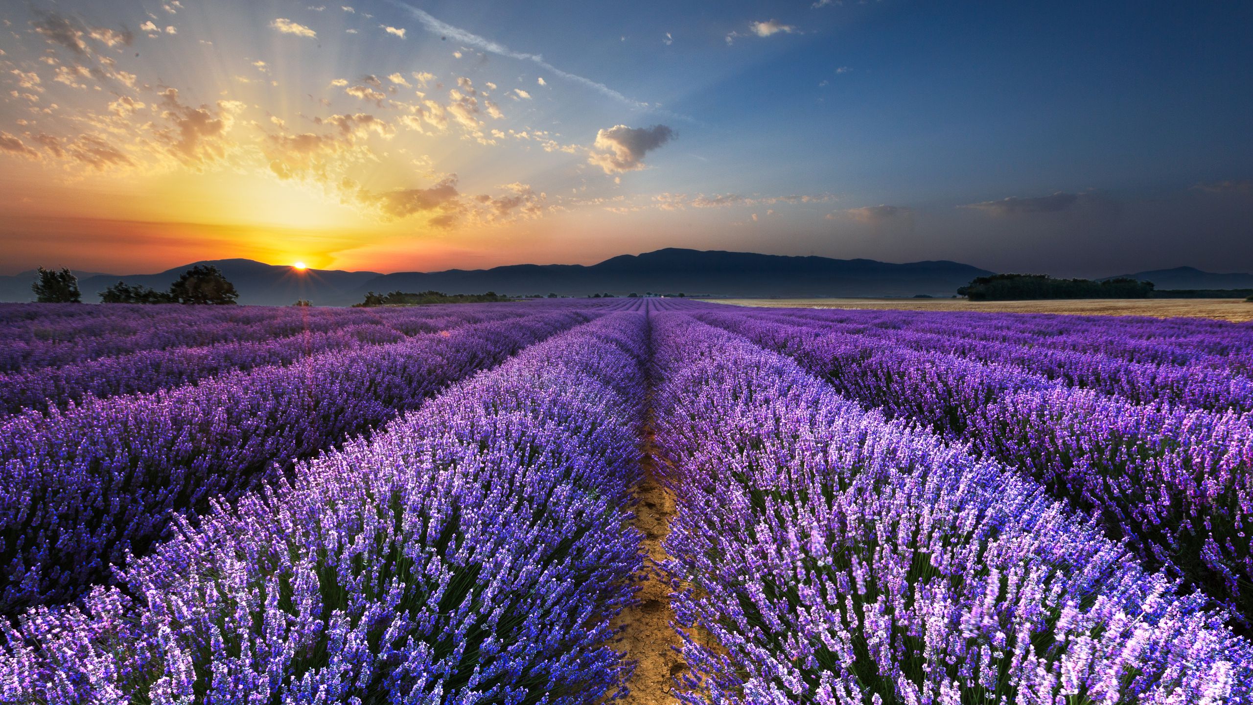 Wallpaper Lavender field flowers trees sunset 1920x1200 HD Picture Image