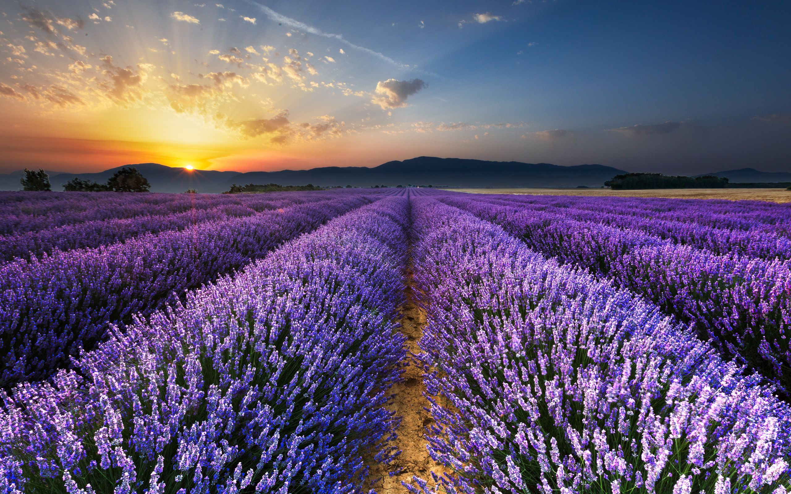 Поля смотреть фото Download wallpaper 2560x1600 lavender, field, flowers, horizon widescreen 16:10 