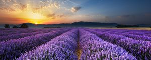 Preview wallpaper lavender, field, flowers, horizon