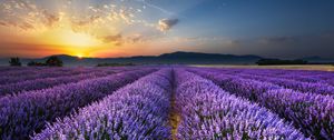 Preview wallpaper lavender, field, flowers, horizon