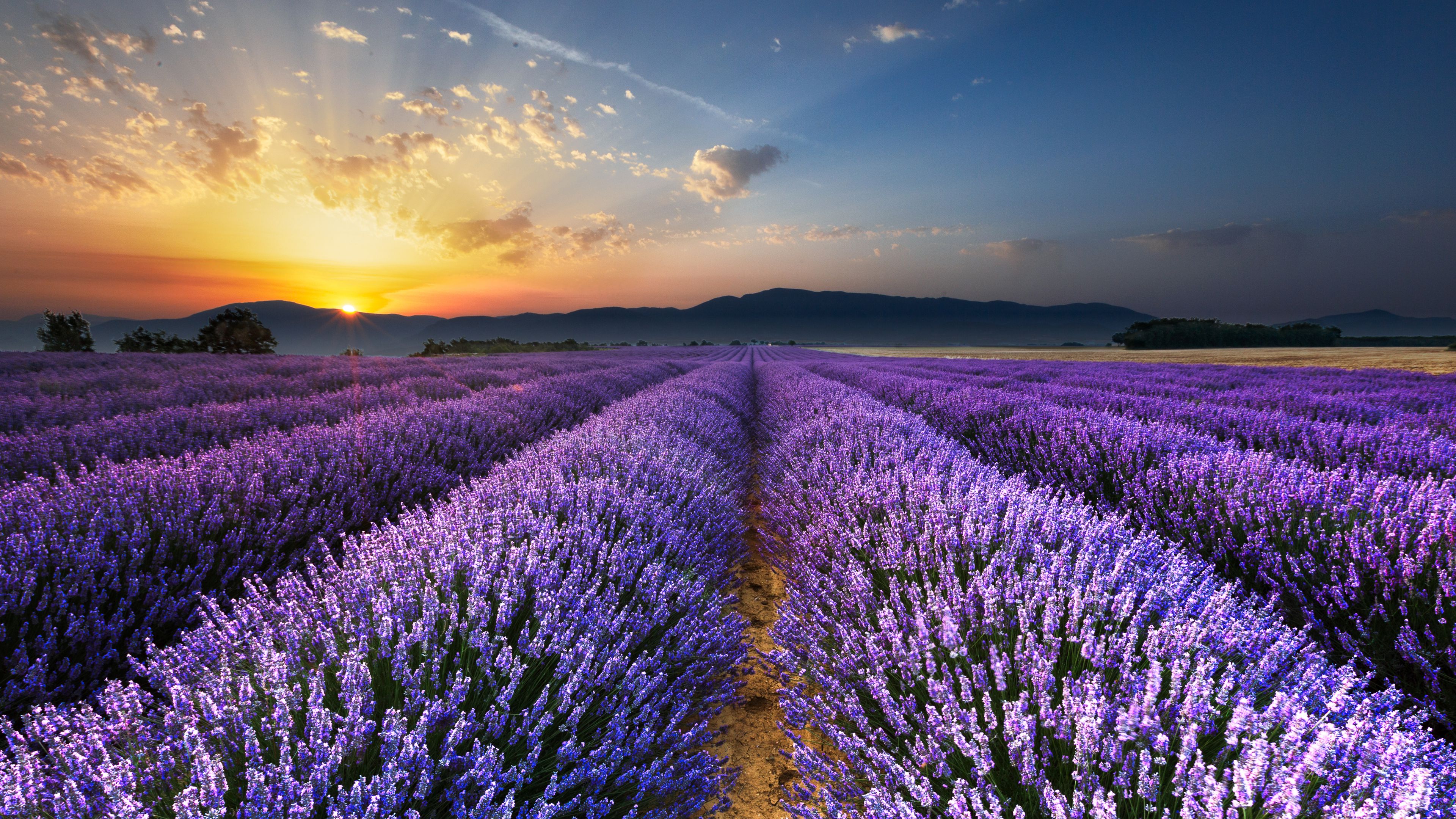 Download Wallpaper 3840x2160 Lavender Field Flowers Horizon 4k Uhd