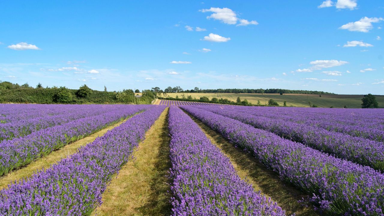 Wallpaper lavender, field, flowers, bushes, clouds, landscape