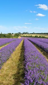 Preview wallpaper lavender, field, flowers, bushes, clouds, landscape