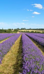 Preview wallpaper lavender, field, flowers, bushes, clouds, landscape