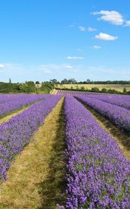 Preview wallpaper lavender, field, flowers, bushes, clouds, landscape