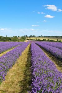Preview wallpaper lavender, field, flowers, bushes, clouds, landscape