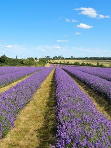 Preview wallpaper lavender, field, flowers, bushes, clouds, landscape