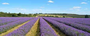 Preview wallpaper lavender, field, flowers, bushes, clouds, landscape