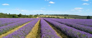 Preview wallpaper lavender, field, flowers, bushes, clouds, landscape