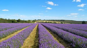 Preview wallpaper lavender, field, flowers, bushes, clouds, landscape