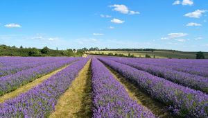 Preview wallpaper lavender, field, flowers, bushes, clouds, landscape