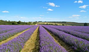 Preview wallpaper lavender, field, flowers, bushes, clouds, landscape
