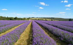 Preview wallpaper lavender, field, flowers, bushes, clouds, landscape