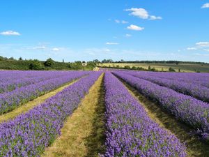 Preview wallpaper lavender, field, flowers, bushes, clouds, landscape
