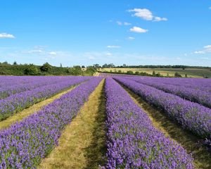 Preview wallpaper lavender, field, flowers, bushes, clouds, landscape
