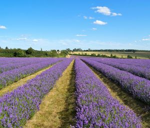 Preview wallpaper lavender, field, flowers, bushes, clouds, landscape