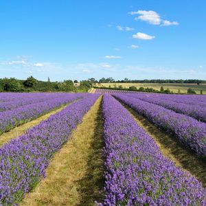 Preview wallpaper lavender, field, flowers, bushes, clouds, landscape