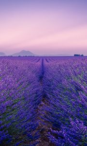 Preview wallpaper lavender, field, flowers, bloom, horizon, distance