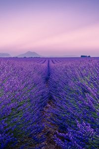 Preview wallpaper lavender, field, flowers, bloom, horizon, distance