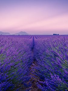 Preview wallpaper lavender, field, flowers, bloom, horizon, distance