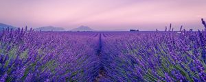 Preview wallpaper lavender, field, flowers, bloom, horizon, distance