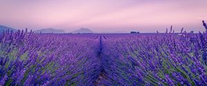 Preview wallpaper lavender, field, flowers, bloom, horizon, distance