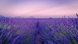 Preview wallpaper lavender, field, flowers, bloom, horizon, distance