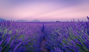 Preview wallpaper lavender, field, flowers, bloom, horizon, distance