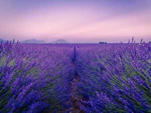 Preview wallpaper lavender, field, flowers, bloom, horizon, distance