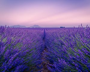 Preview wallpaper lavender, field, flowers, bloom, horizon, distance
