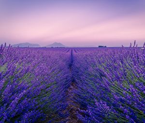 Preview wallpaper lavender, field, flowers, bloom, horizon, distance