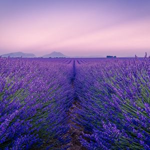 Preview wallpaper lavender, field, flowers, bloom, horizon, distance