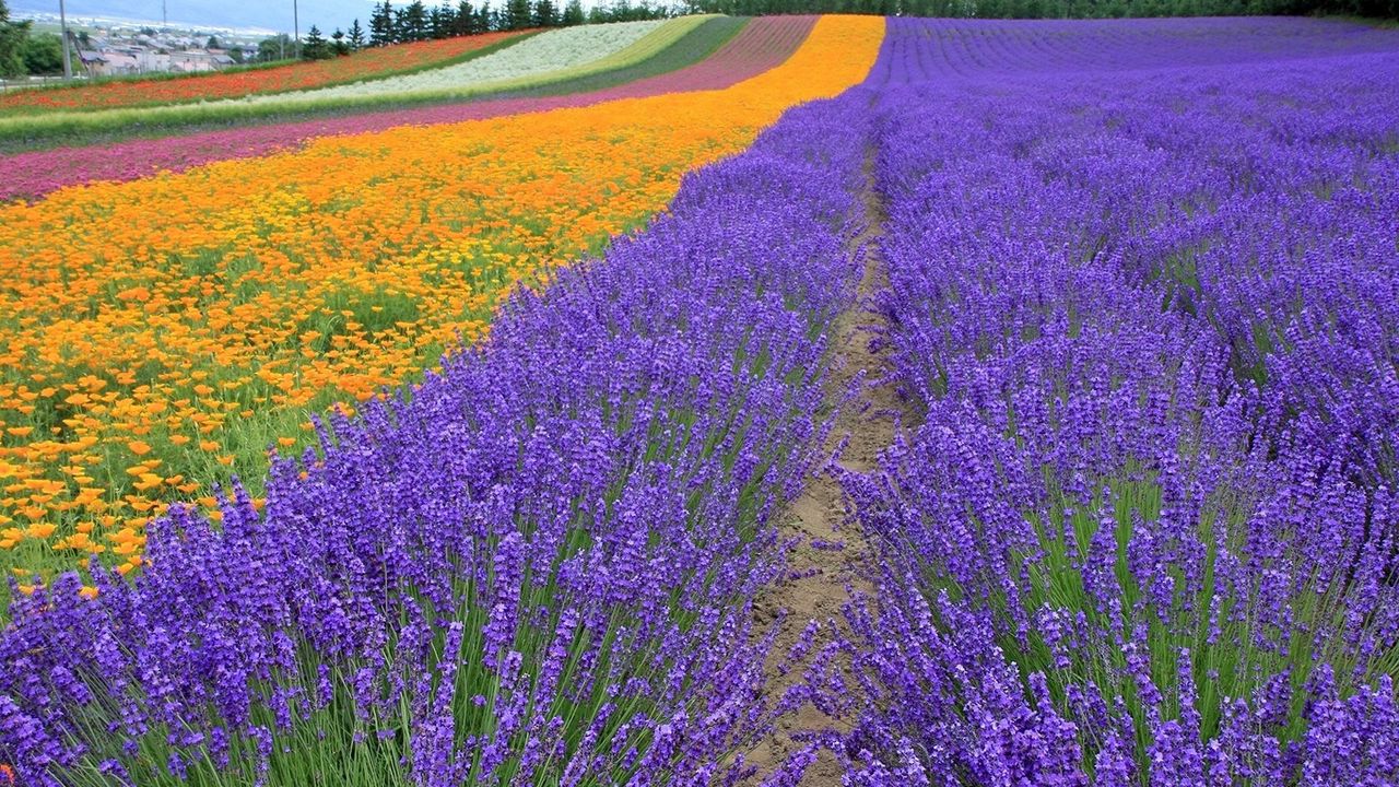 Wallpaper lavender, field, flowers, trees, rows