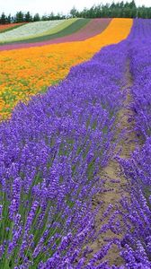 Preview wallpaper lavender, field, flowers, trees, rows