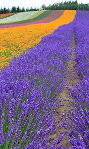 Preview wallpaper lavender, field, flowers, trees, rows