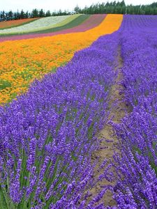 Preview wallpaper lavender, field, flowers, trees, rows