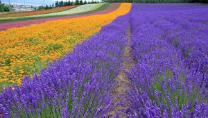 Preview wallpaper lavender, field, flowers, trees, rows