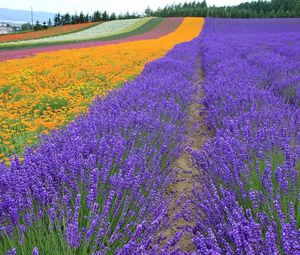 Preview wallpaper lavender, field, flowers, trees, rows