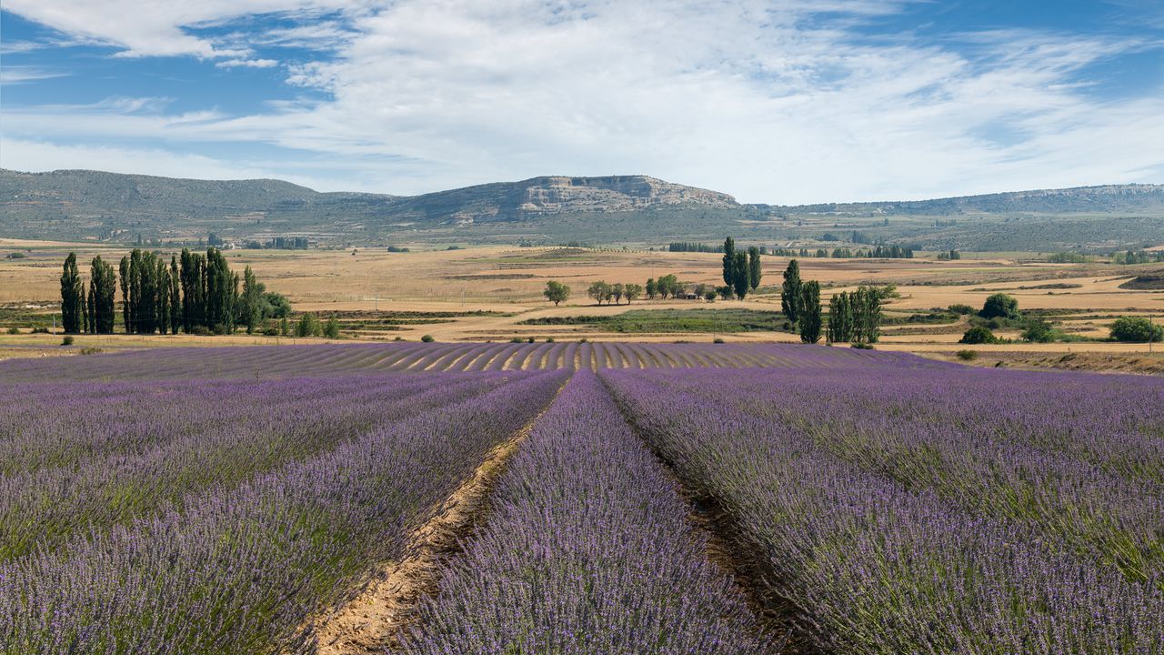 Wallpaper lavender, field, flowers, trees, valley, mountain