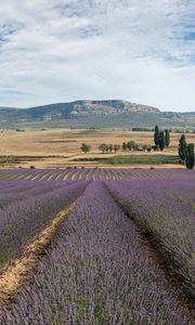 Preview wallpaper lavender, field, flowers, trees, valley, mountain