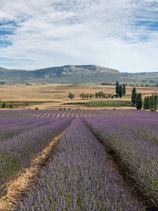 Preview wallpaper lavender, field, flowers, trees, valley, mountain