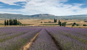 Preview wallpaper lavender, field, flowers, trees, valley, mountain