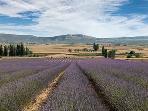 Preview wallpaper lavender, field, flowers, trees, valley, mountain