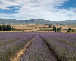 Preview wallpaper lavender, field, flowers, trees, valley, mountain