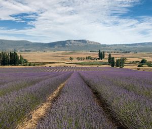 Preview wallpaper lavender, field, flowers, trees, valley, mountain