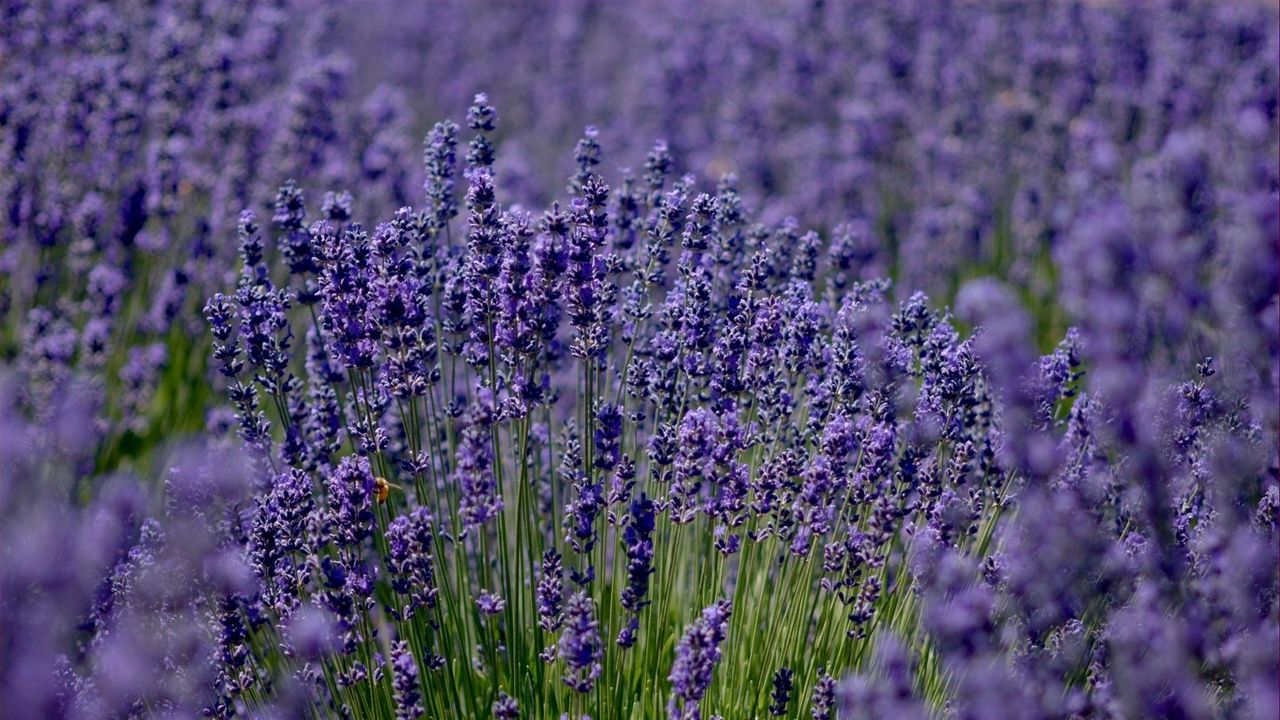 Wallpaper lavender, field, sharpness