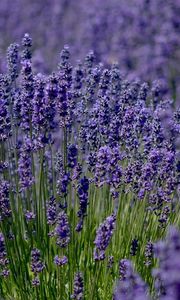 Preview wallpaper lavender, field, sharpness