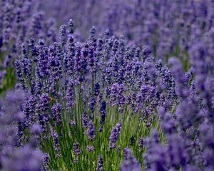 Preview wallpaper lavender, field, sharpness