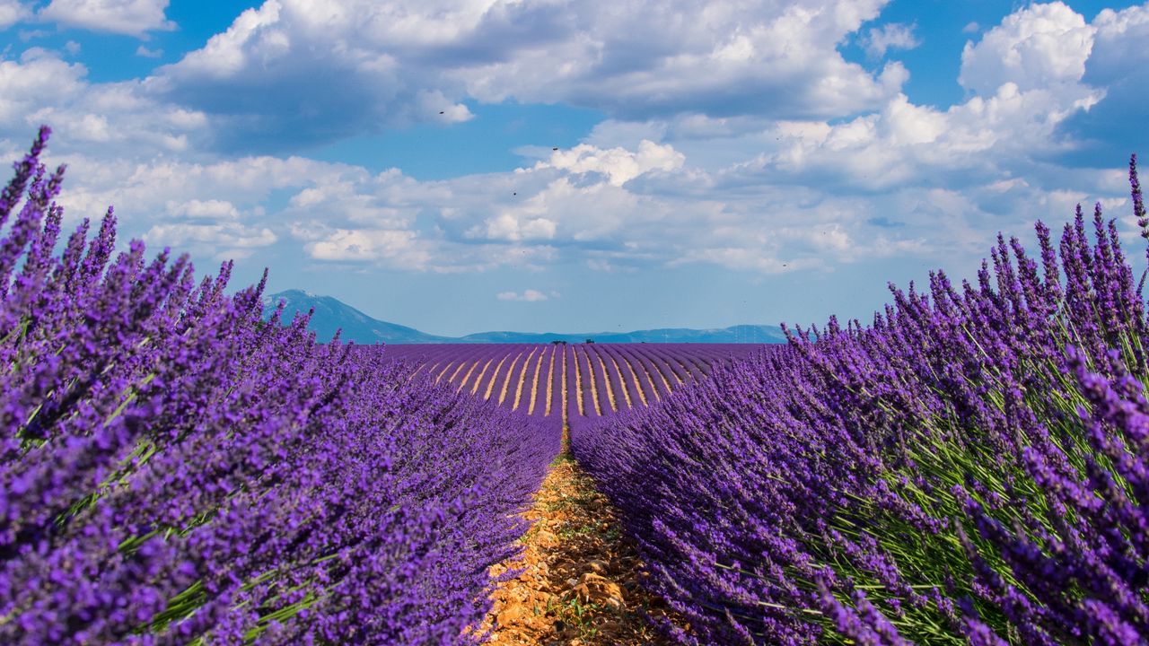 Wallpaper lavender, field, sky, bloom