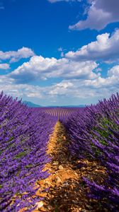 Preview wallpaper lavender, field, sky, bloom